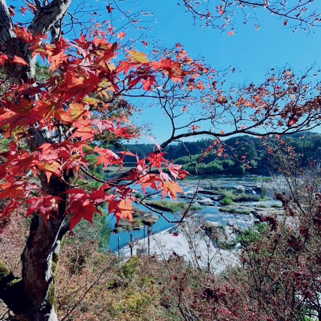 2019年 伊佐市もみじ祭り 曽木の滝公園もみじ祭り