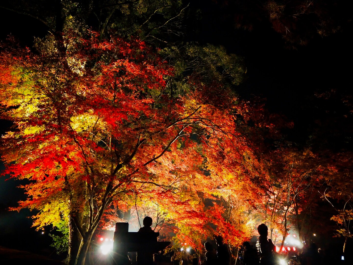 伊佐市_曽木の滝_曽木の滝公園もみじ祭り_もみじライトアップ
