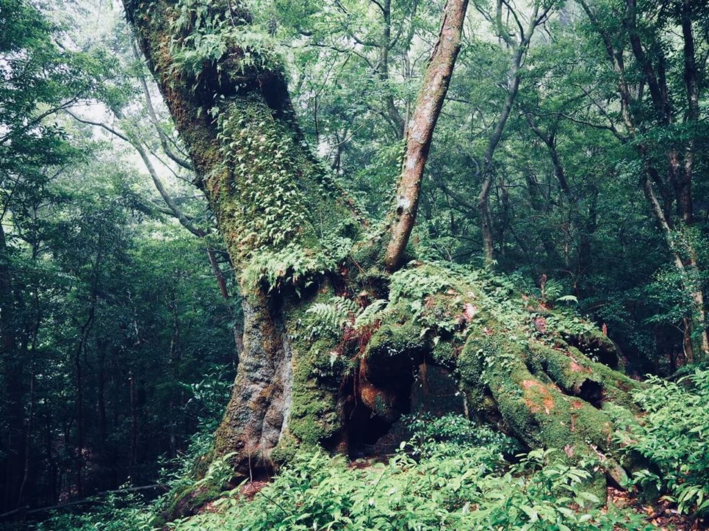 伊佐市_十曽青少年旅行村_エドヒガンザクラ