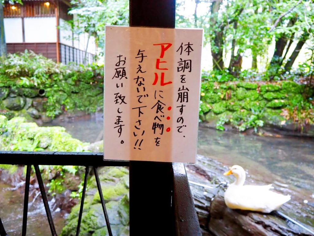 伊佐市_そうめん流し_奈加夢羅（なかむら）_アヒル