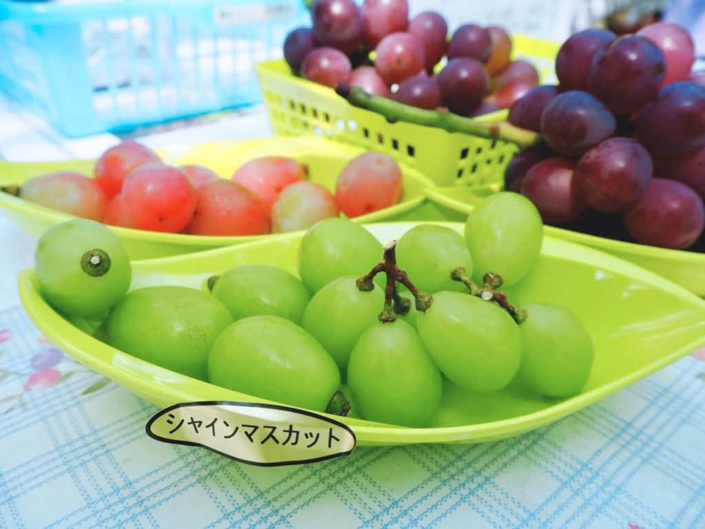 伊佐市 下小園ぶどう園 試食