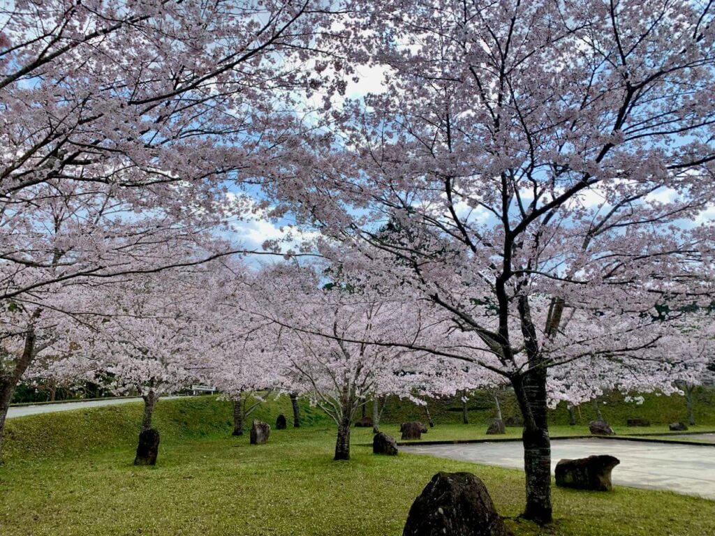 曽木発電所遺構駐車場の桜