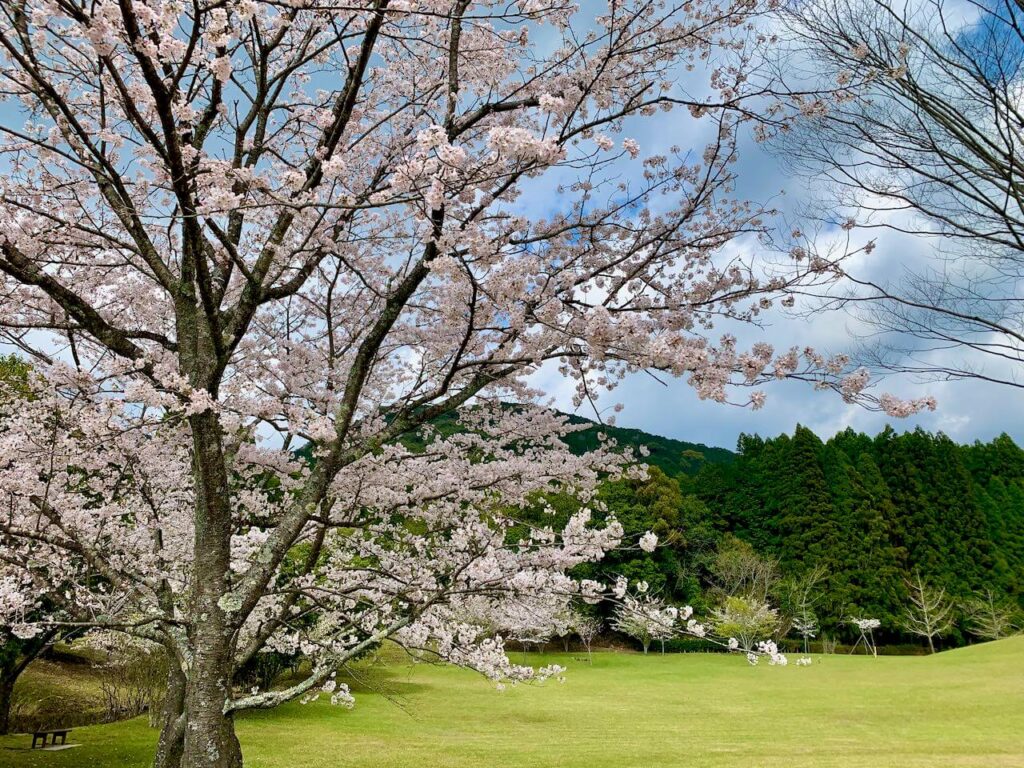 十曽池公園の桜