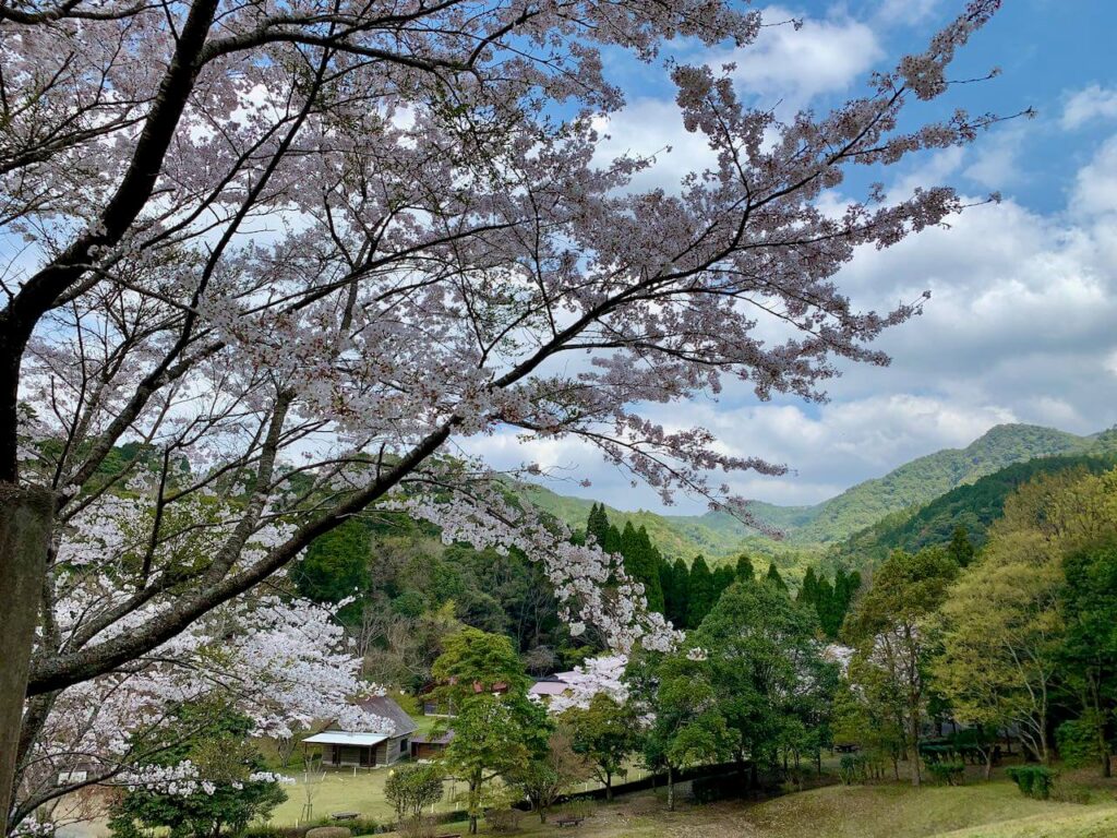 楠本川渓流自然公園　桜