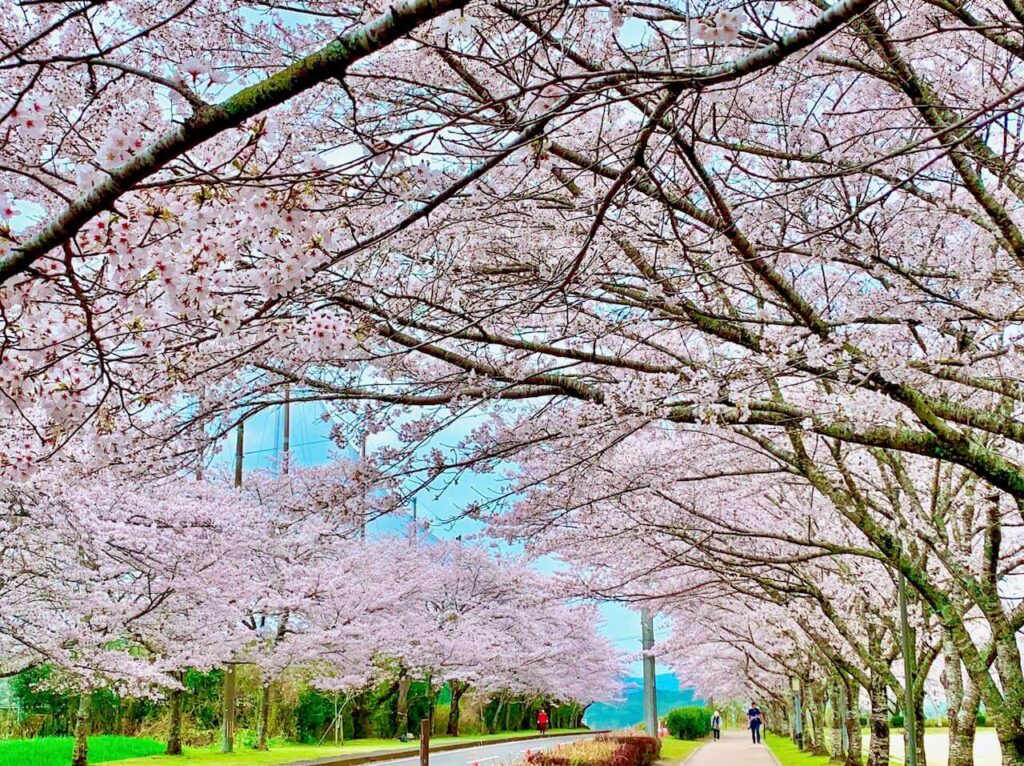忠元公園桜