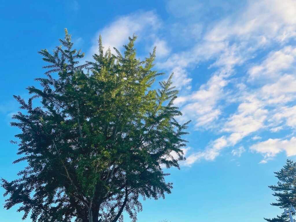 曽木の滝_ビアガーデン_野草庵ガーデン響_空