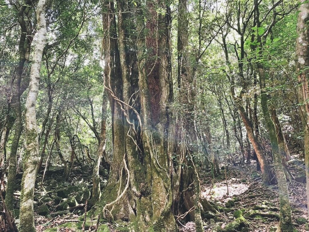 鹿児島県伊佐市 奥十曽渓谷 十曽川 沢登り 道中の巨木