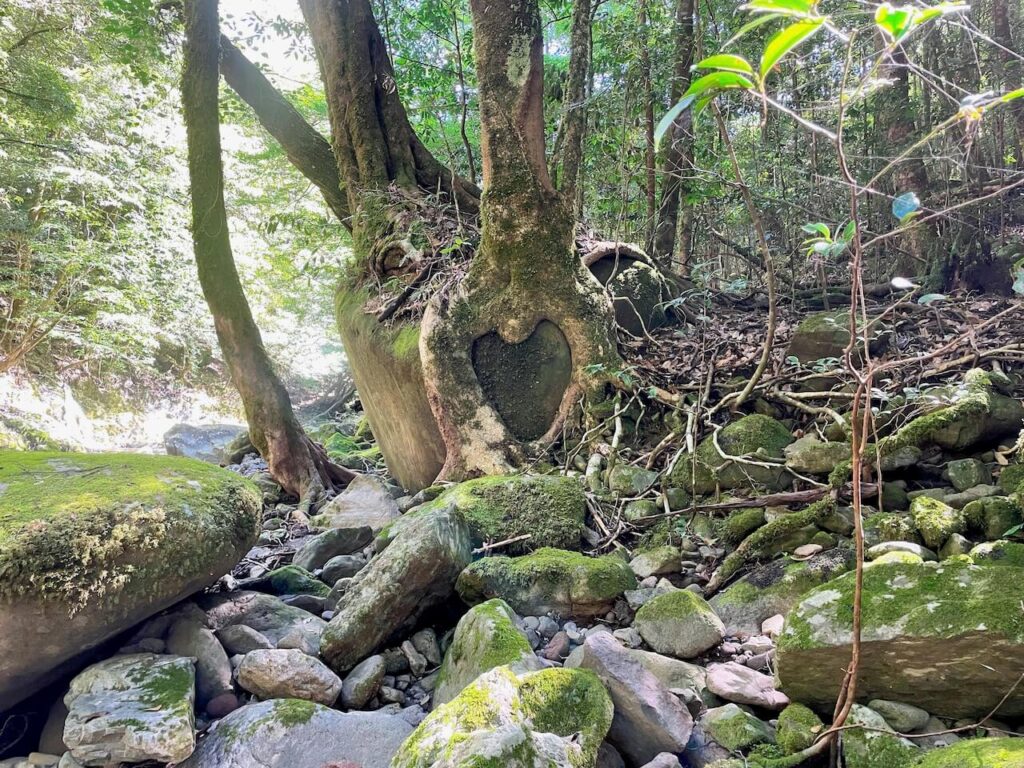鹿児島県伊佐市 奥十曽渓谷 十曽川 沢登り ハートの木