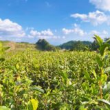 伊佐市 水俣市 あまたま農園 お茶畑