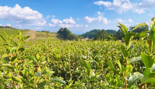 伊佐市 水俣市 あまたま農園 お茶畑