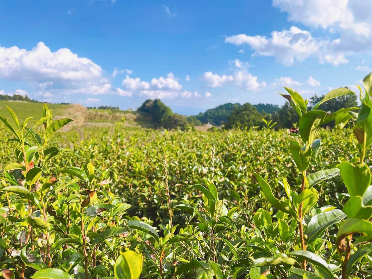 伊佐市 水俣市 あまたま農園 お茶畑