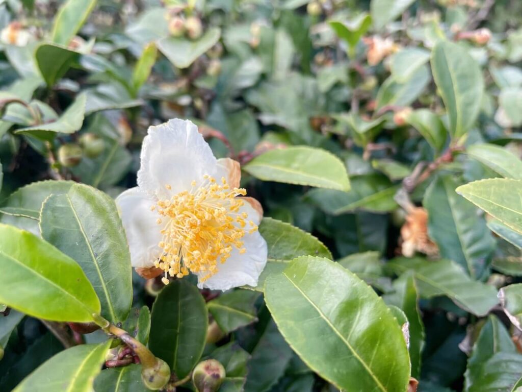 伊佐市 水俣市 あまたま農園 お茶畑 お茶の花
