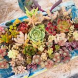 鹿児島県伊佐市_tani・taniプランター（たにたにぷらんたー）_多肉植物_プランター