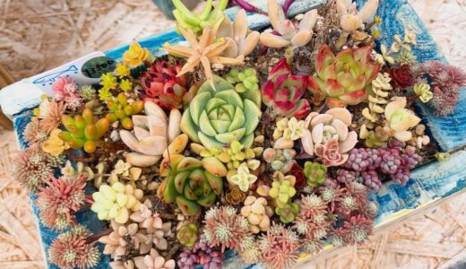 【tani・taniプランター】かわいい多肉植物たちと手作りで個性的なプランターの数々にぜひ出会ってほしーい！！
