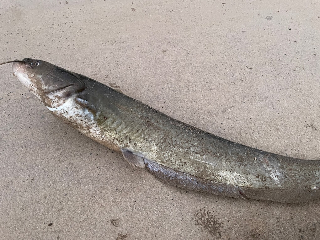 鹿児島県伊佐市_川内川支流_ウナギ獲り_ナマズ