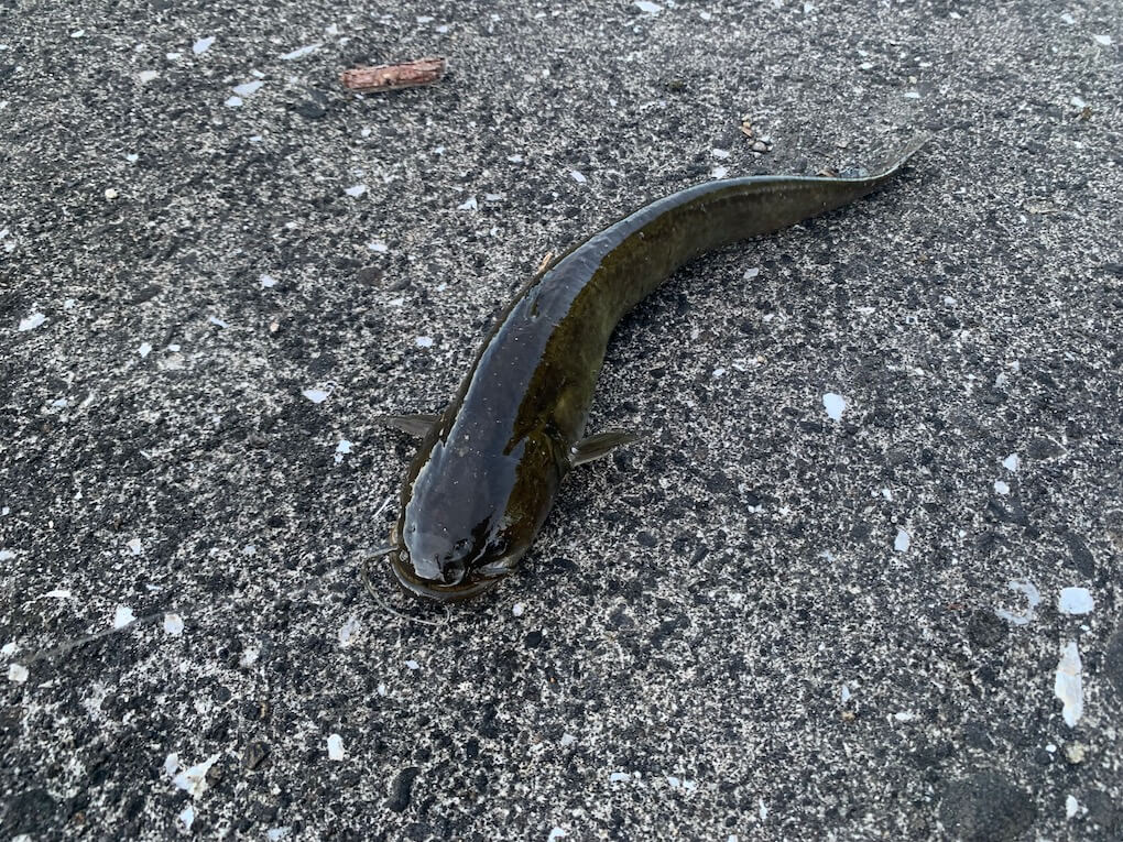 鹿児島県伊佐市_川内川支流_ウナギ獲り_ナマズ