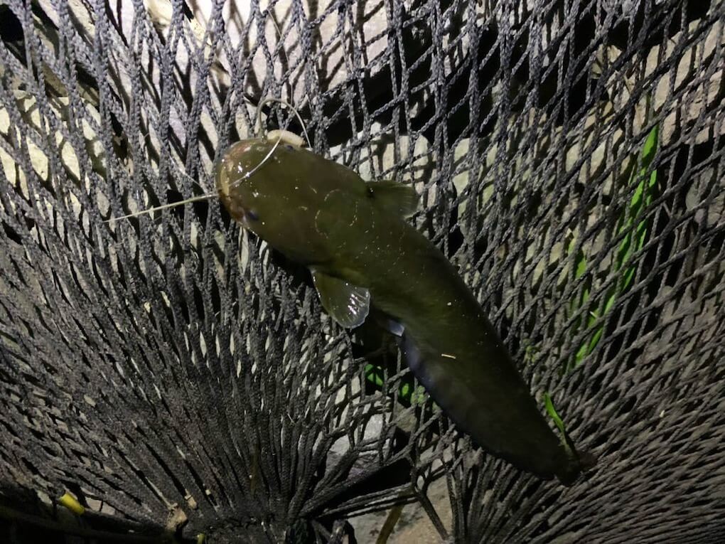 鹿児島県伊佐市_川内川支流_ウナギ獲り_ナマズ
