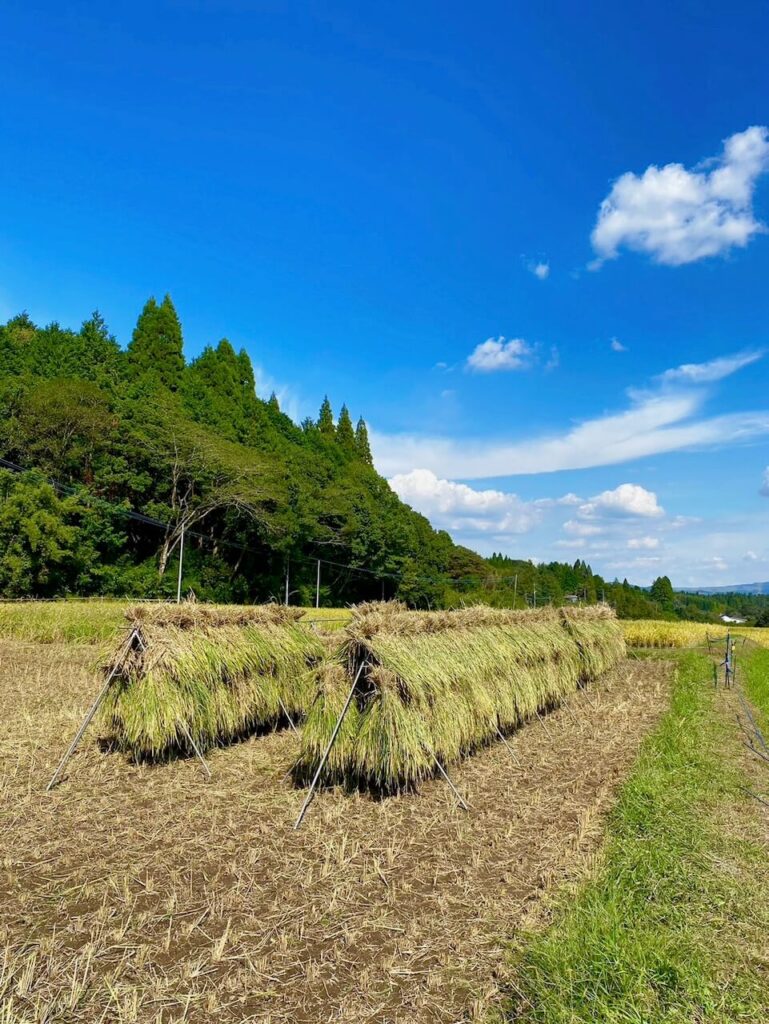 鹿児島県伊佐市_無為自然_米づくりの様子