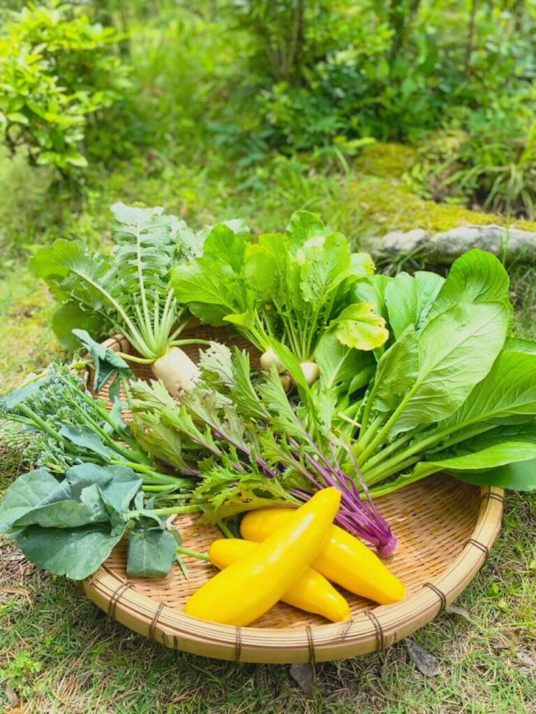 鹿児島県伊佐市_無為自然_野菜作り