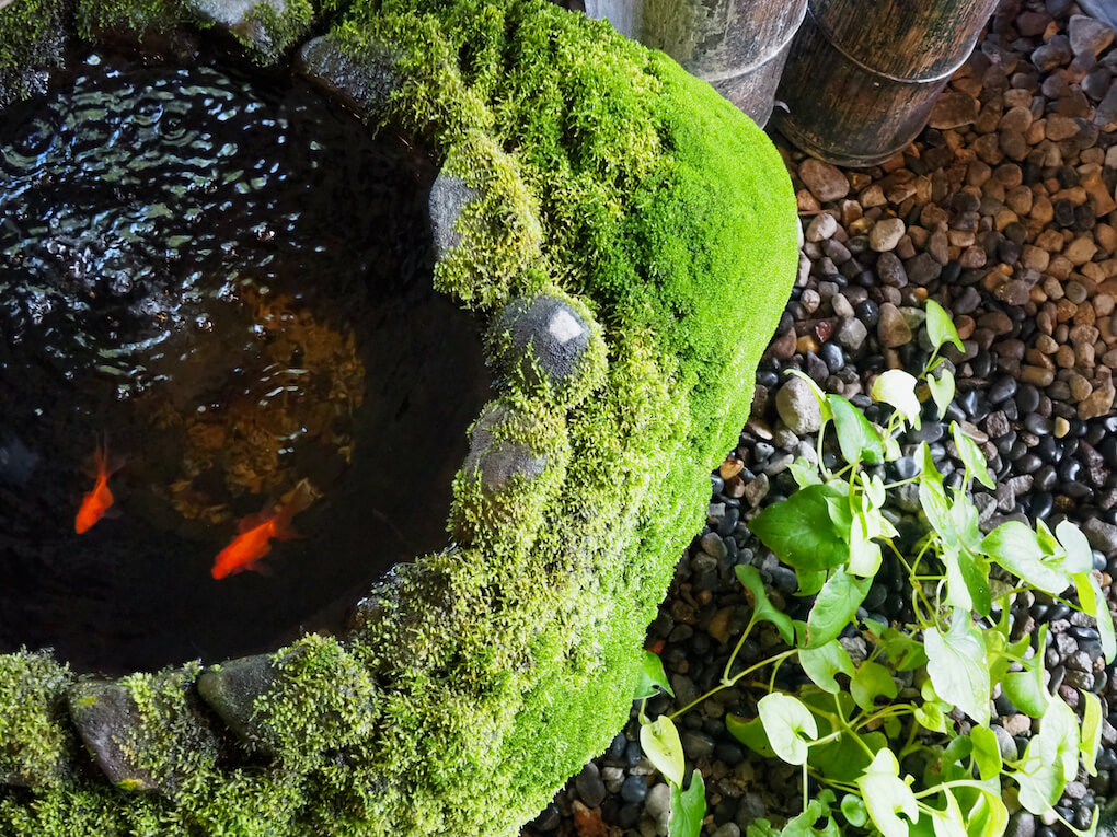 鹿児島県伊佐市_湯之尾温泉_早水荘玄関先の金魚