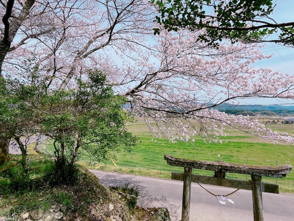 九州自然歩道_鹿児島県伊佐市_渕辺_保食神社の桜